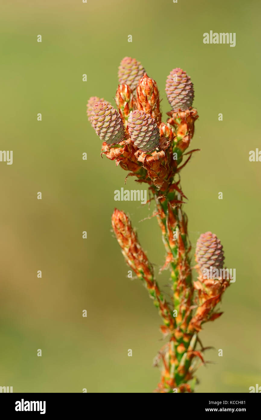 Pino negro, flores femeninas, Provenza, en el sur de Francia / (Pinus nigra) | weibliche Schwarzkiefer, Blueten, Provenza, Suedfrankreich Foto de stock