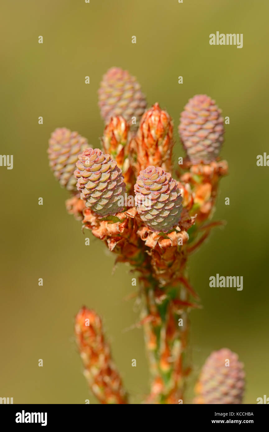 Pino negro, flores femeninas, Provenza, en el sur de Francia / (Pinus nigra) | weibliche Schwarzkiefer, Blueten, Provenza, Suedfrankreich Foto de stock