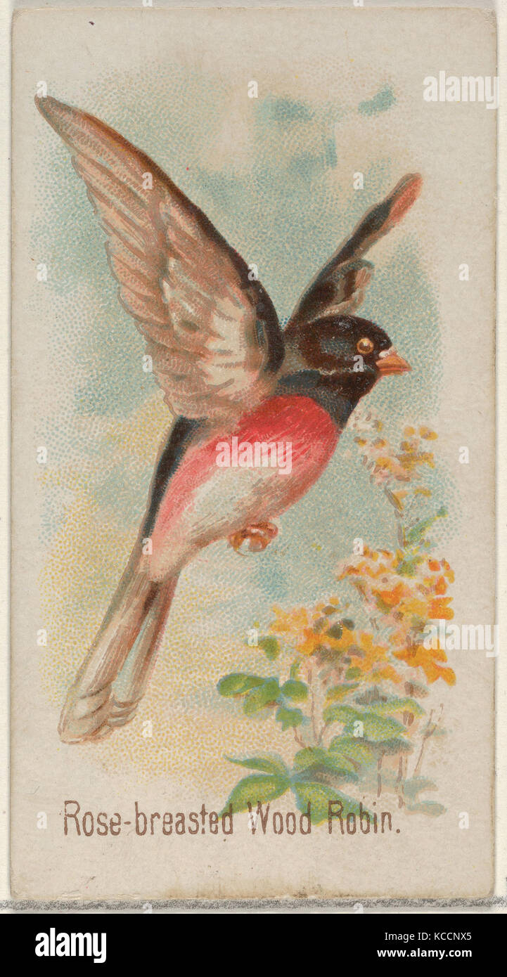 Rose-breasted Robin Wood, a partir de la canción pájaros de la World Series (N23) por Allen & Ginter cigarrillos, 1890 Foto de stock