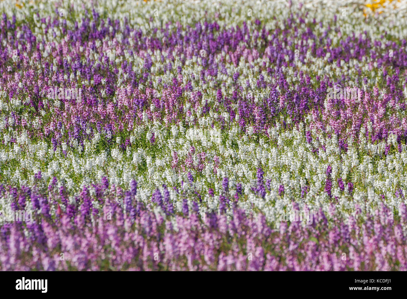 (Verano angelonia snapdragon) campo en plena floración Foto de stock