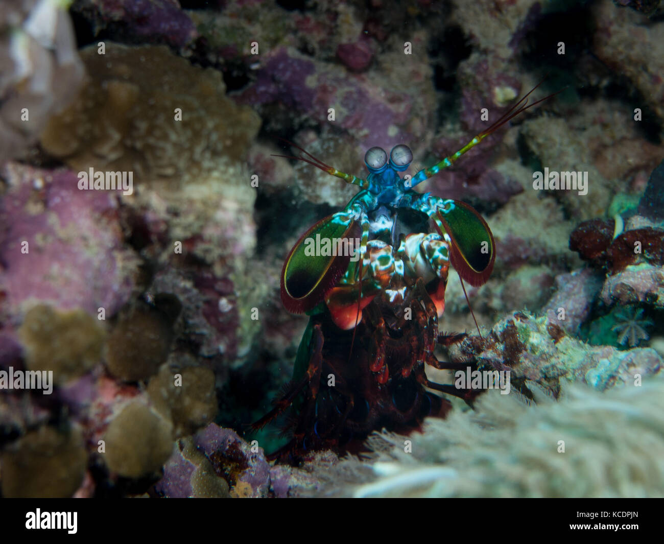 Coloridas camarones Mantis sobre un arrecife de coral Foto de stock