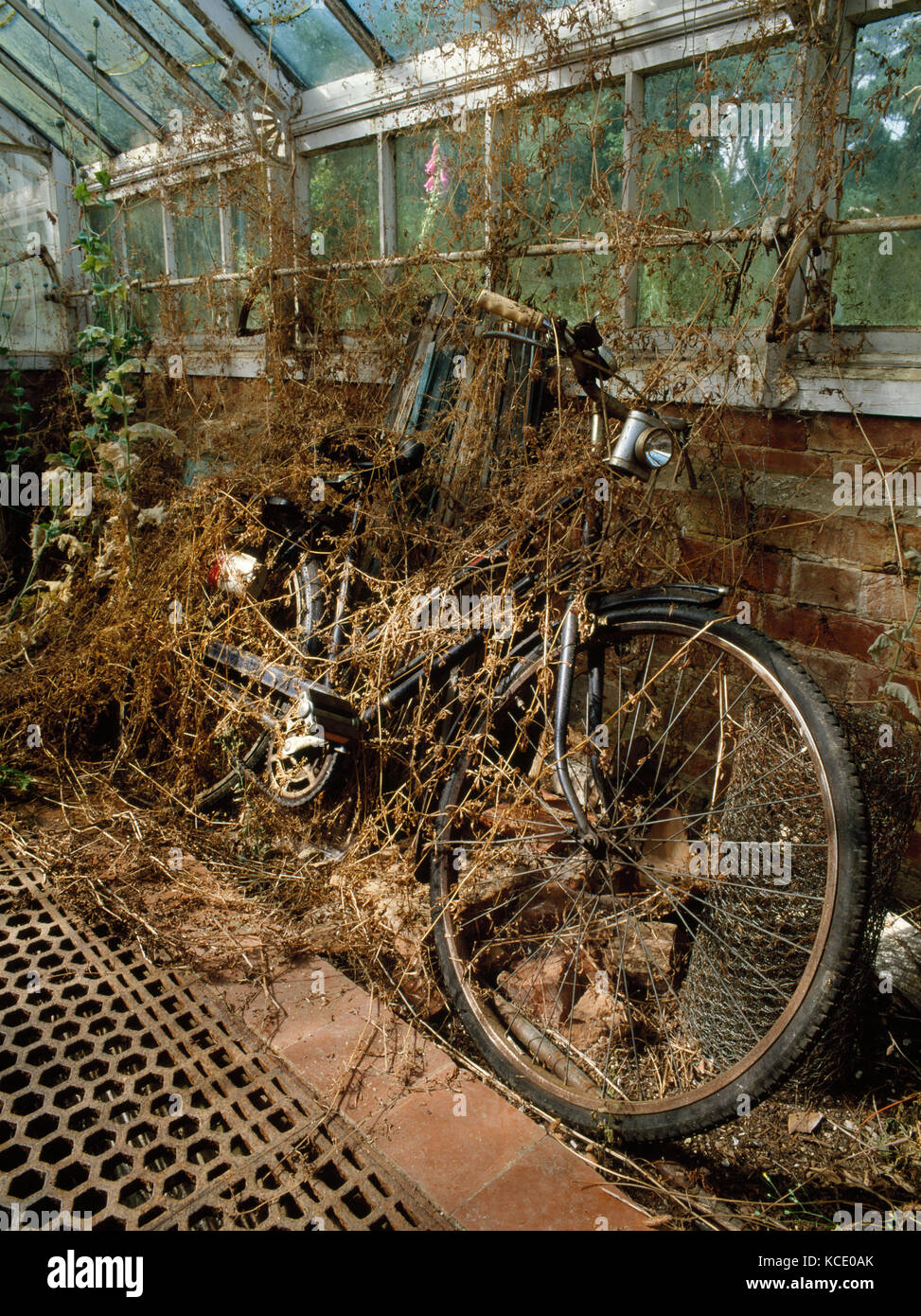 Vintage negro señoras Raleigh bicicleta abandonado y cubierto por la maleza en un antiguo invernadero. En Surrey, Inglaterra, Reino Unido. Foto de stock