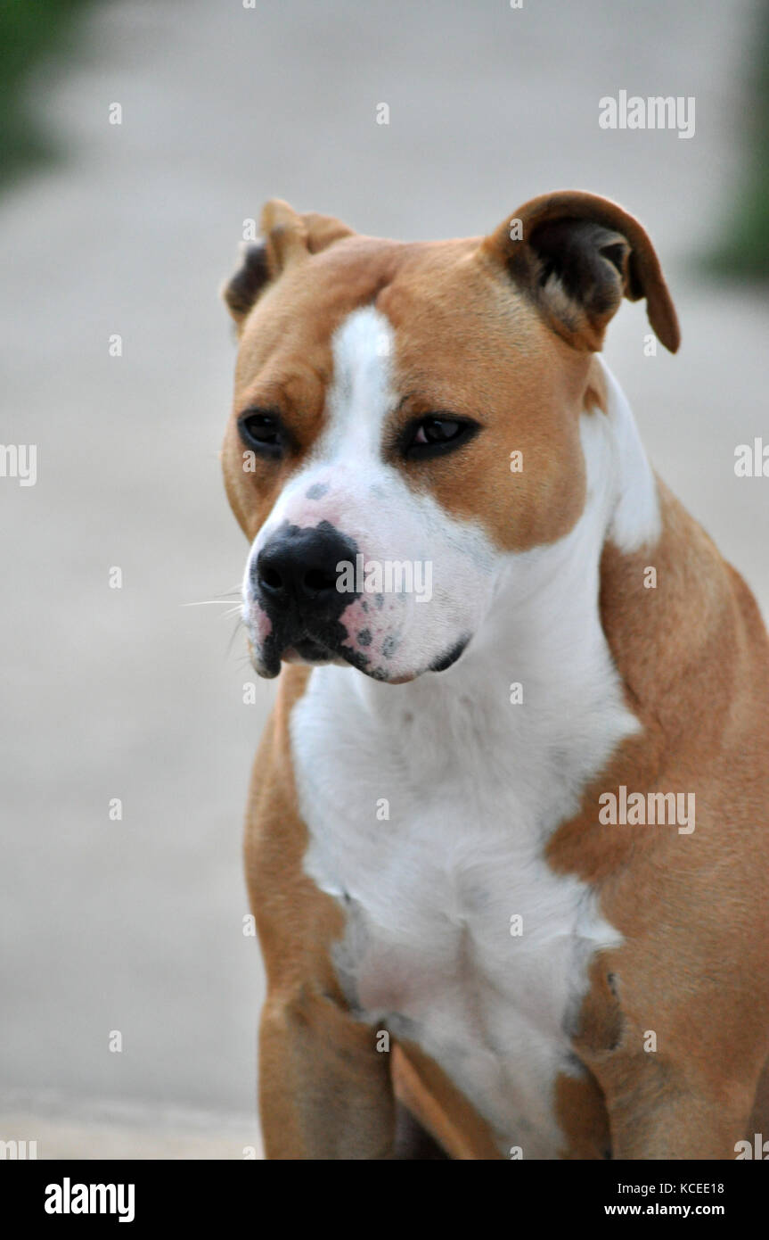 American Staffordshire Terrier, hembra imagen Foto de stock