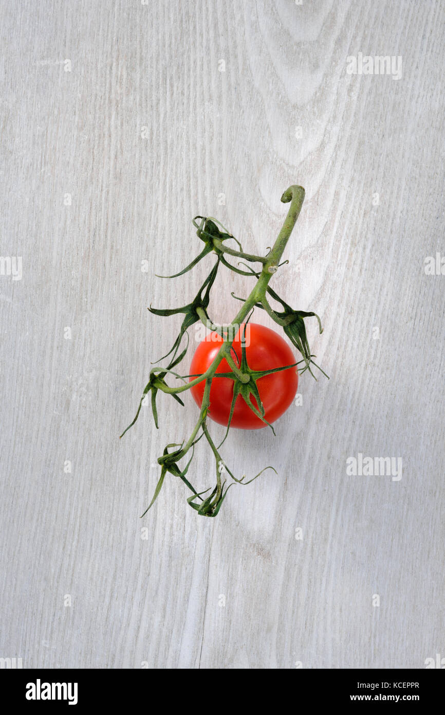 Últimas tomate adjunta a la vid. Compradas en un supermercado. La vid está empezando hacer secar y se marchitan, pero la última tomate es todavía fresca. Foto de stock