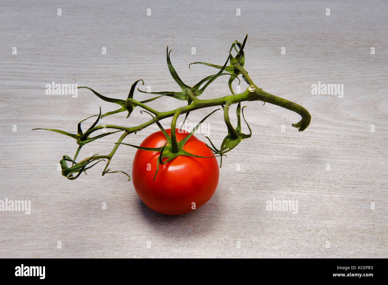 Últimas tomate adjunta a la vid. Compradas en un supermercado. La vid está empezando hacer secar y se marchitan, pero la última tomate es todavía fresca. Foto de stock