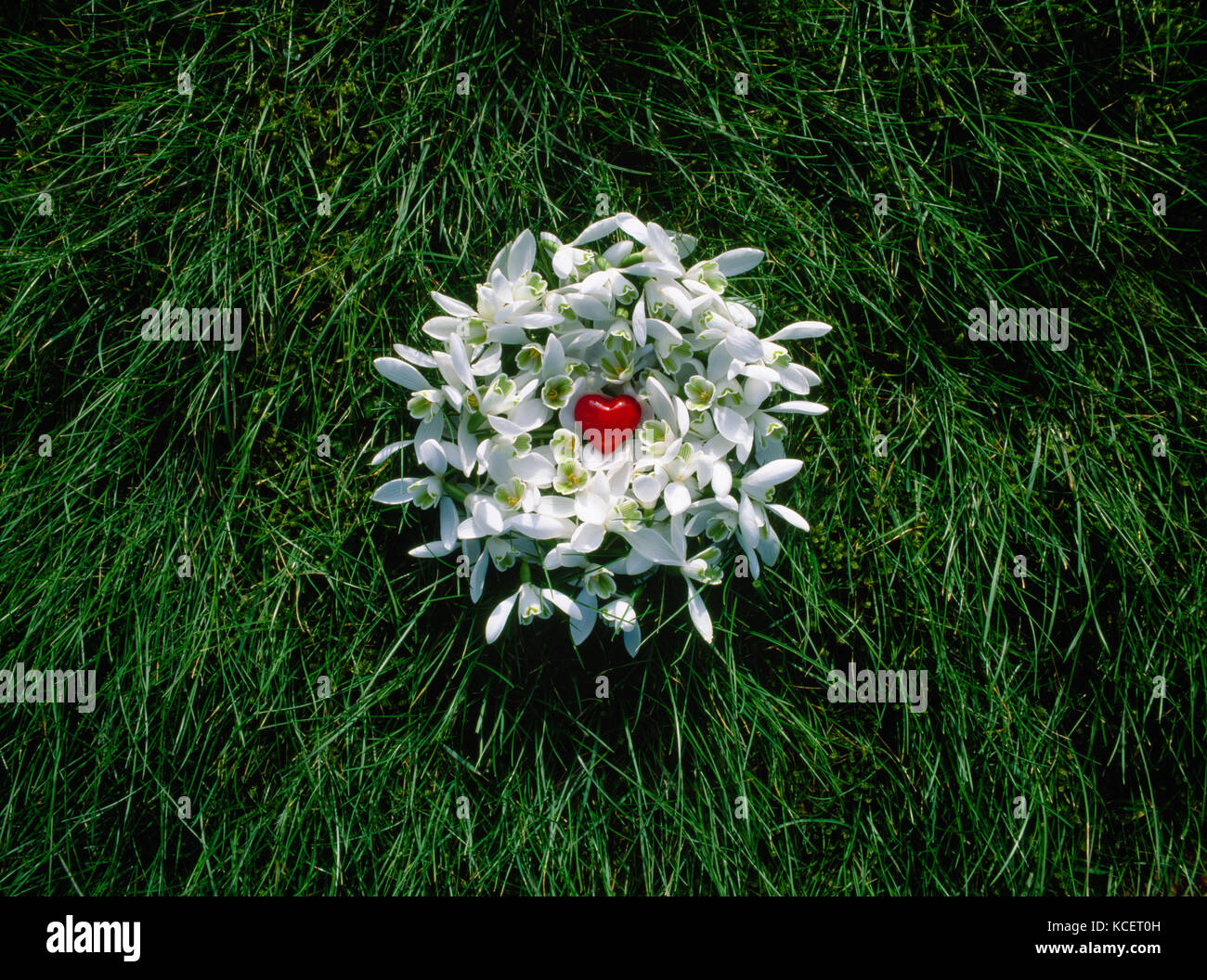 Corazón de cristal rojas diminutas en nido de snowdrop flores, sobre el césped. Foto de stock