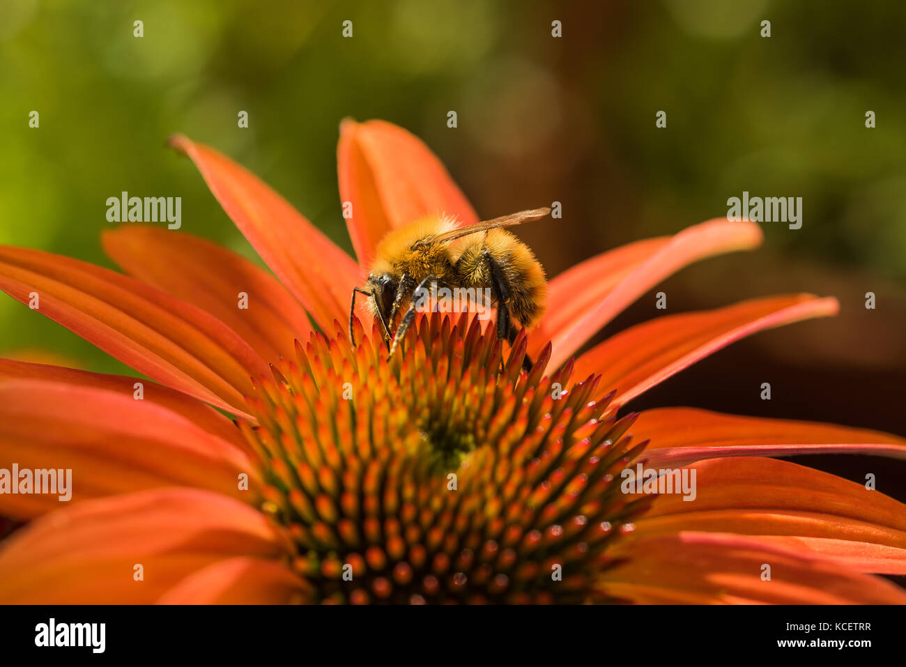 En el trabajo en una abeja coneflower Foto de stock