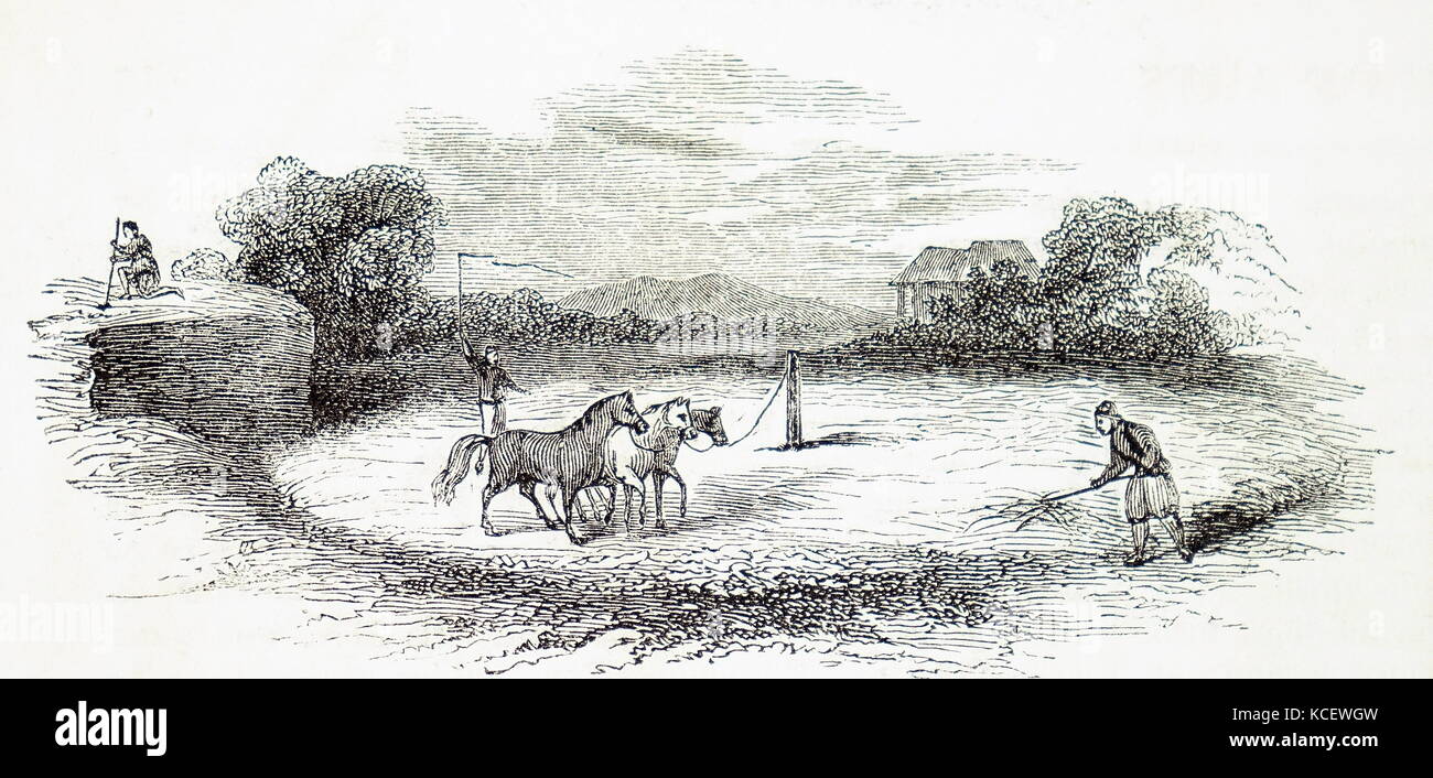 Grabado representando la trilla con caballos. Fecha del siglo XIX Foto de stock