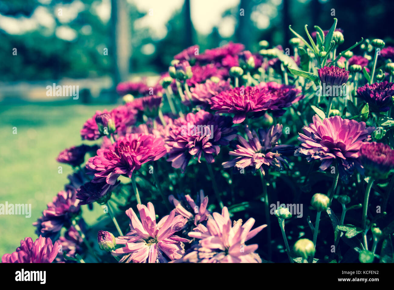 Flores en pantalla completa Foto de stock