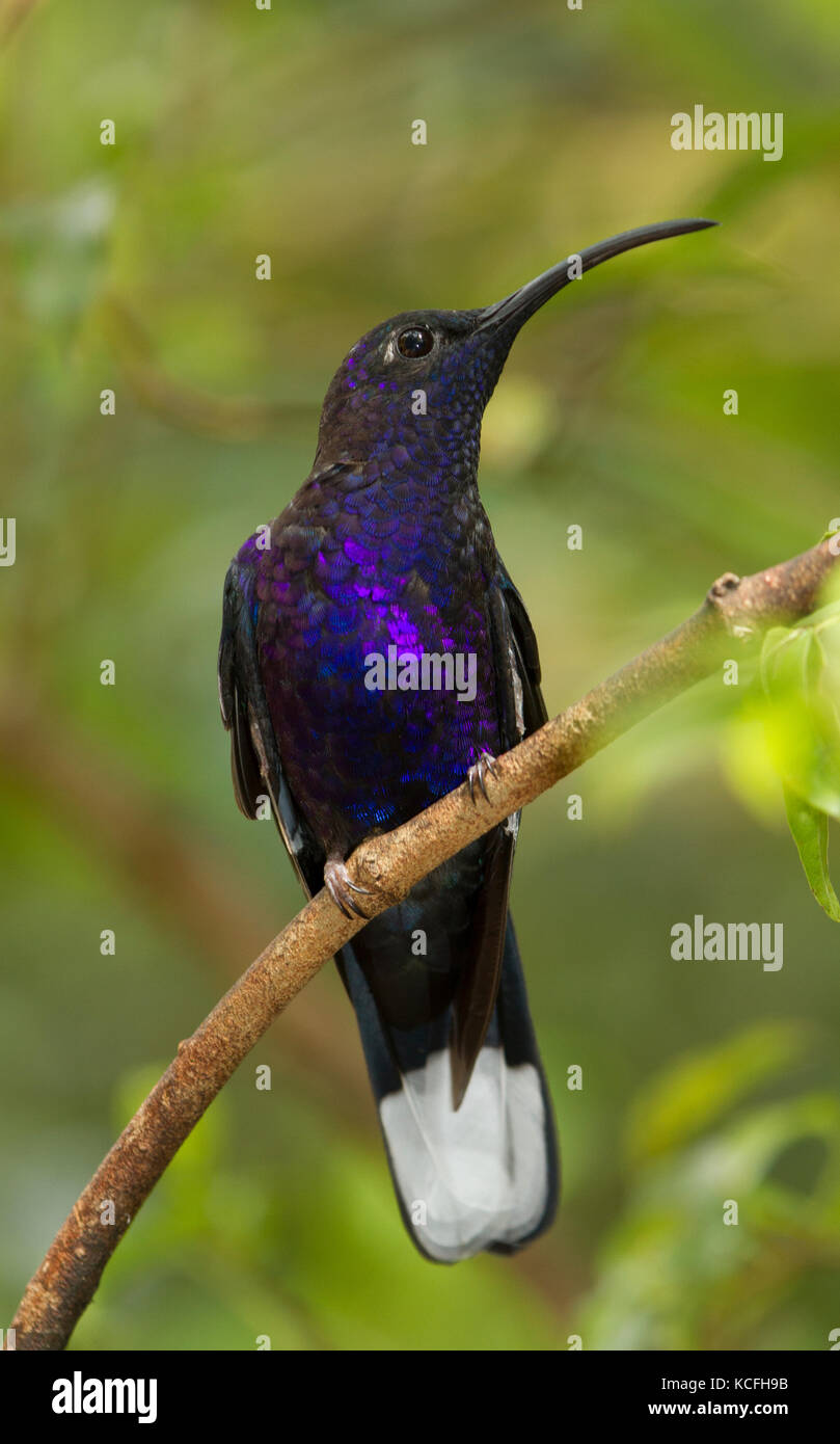 Colibrí de ala de sable violeta fotografías e imágenes de alta resolución -  Alamy