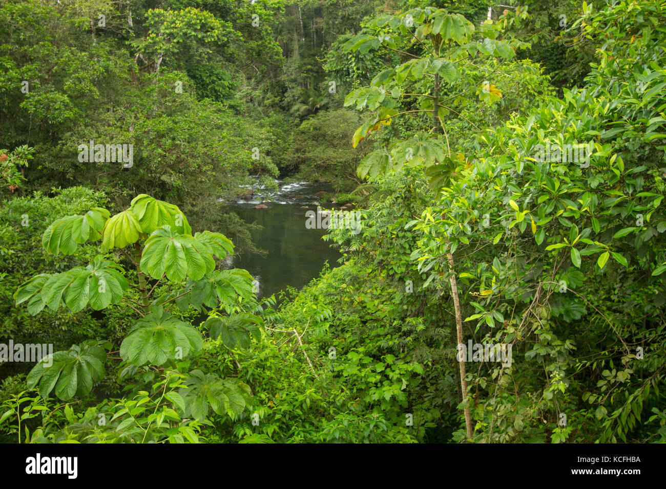 El bosque tropical lluvioso, Arenal, Centroamérica, Costa Rica, Río Foto de stock