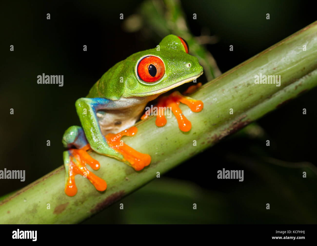 Red-eyed Tree Frog, Agalychnis callidryas, encaramado en una rama del árbol en la Selva en Costa Rica, Centroamérica Foto de stock