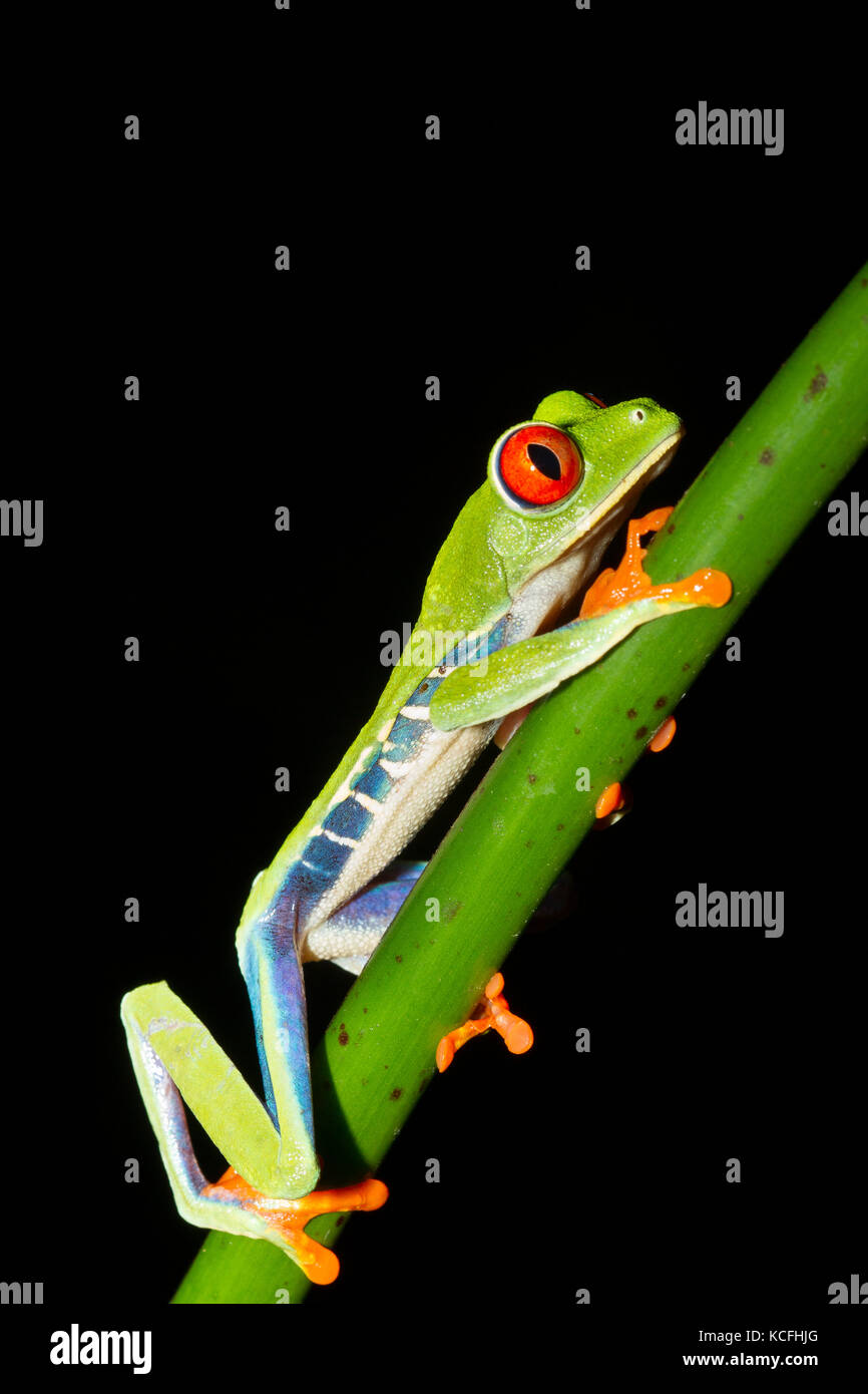Red-eyed Tree Frog, Agalychnis callidryas, encaramado en una rama del árbol en la Selva en Costa Rica, Centroamérica Foto de stock