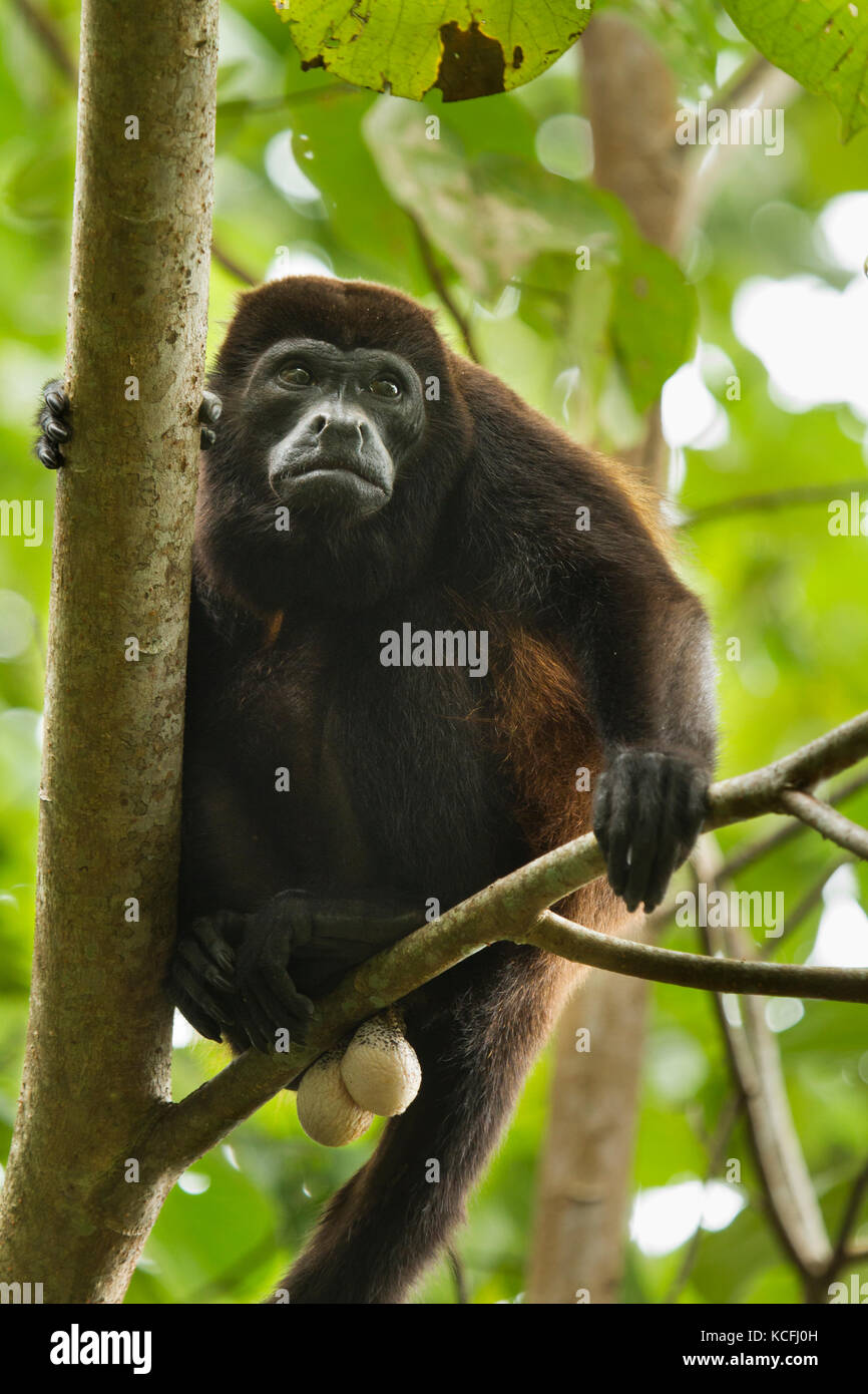 Mono aullador negro Alouatta palliata, Costa Rica, Centroamérica Foto de stock