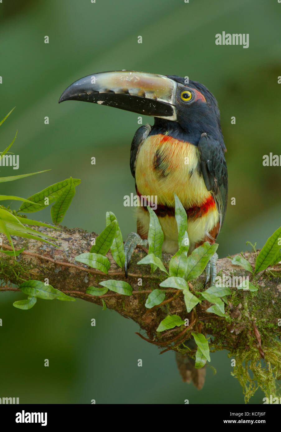 Collared Aracari, Pteroglossus torquatus, encaramado en la rama de un árbol en Costa Rica, Centroamérica Foto de stock