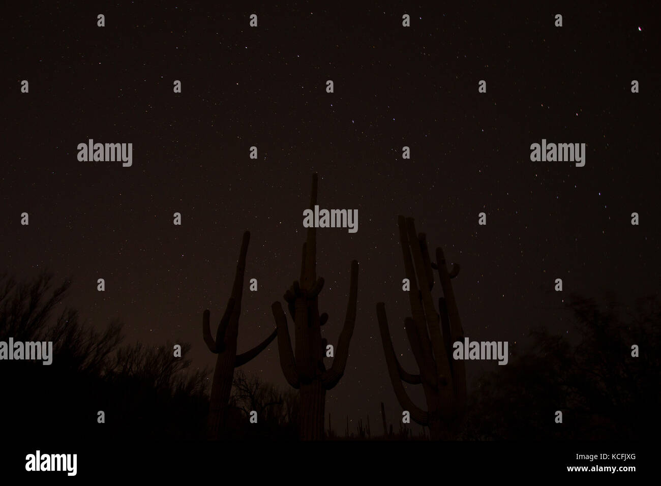 Grabación nocturna, el Saguaro National Monument, el Desierto de Sonora, Arizona, Estados Unidos. Foto de stock