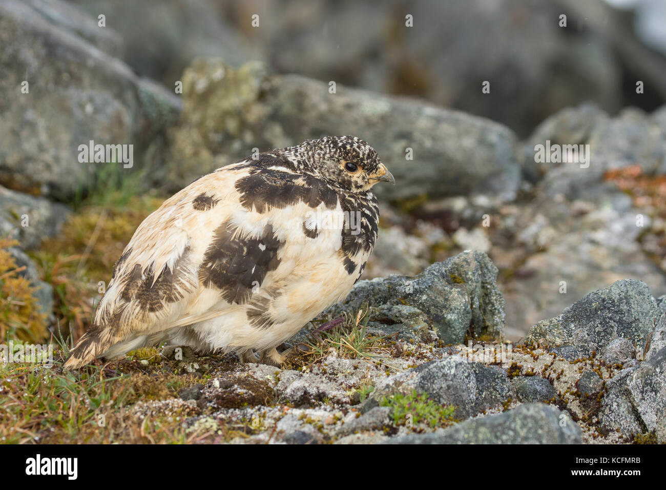 White-tailed Ptarmigan, Lagopus leucura, Alaska, Tundra, EE.UU. Foto de stock