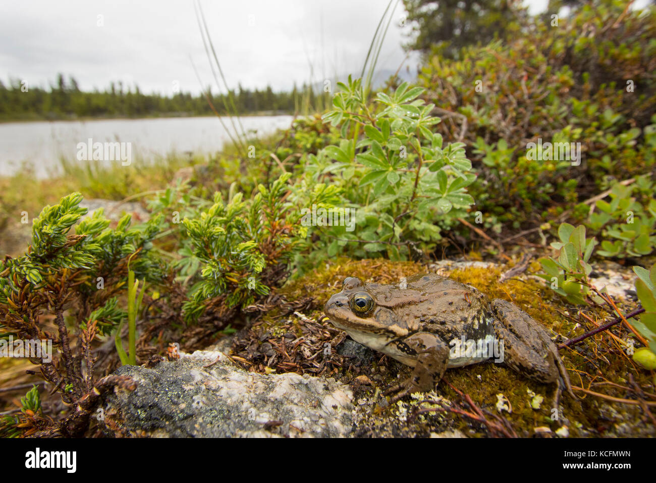 Columbia Spotted Frog, Lithobates lutieaventris lutieaventris, Rana, British Columbia, Canadá Foto de stock