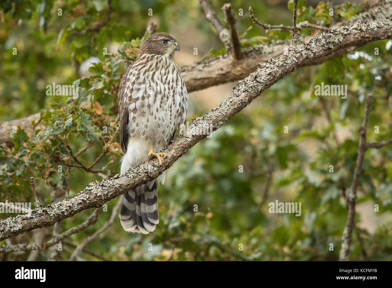 Coopers Hawk, Accipiter cooperii, Victoria, British Columbia, Oak Bay, Canadá Foto de stock