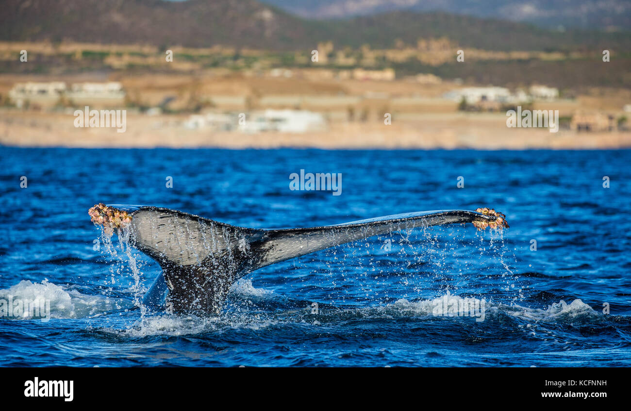 Cola de la ballena jorobada. México. El mar de Cortez. california . una excelente ilustración. Foto de stock