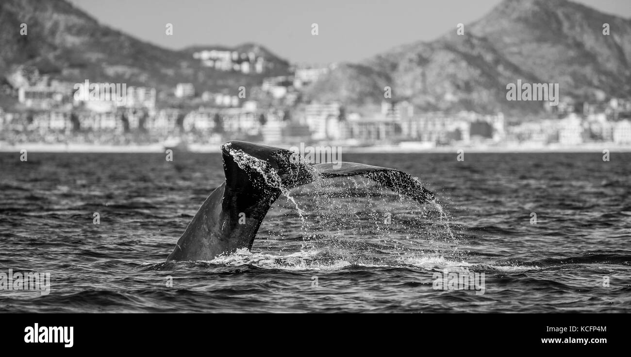 Cola de la ballena jorobada. México. El mar de Cortez. california . una excelente ilustración. Foto de stock