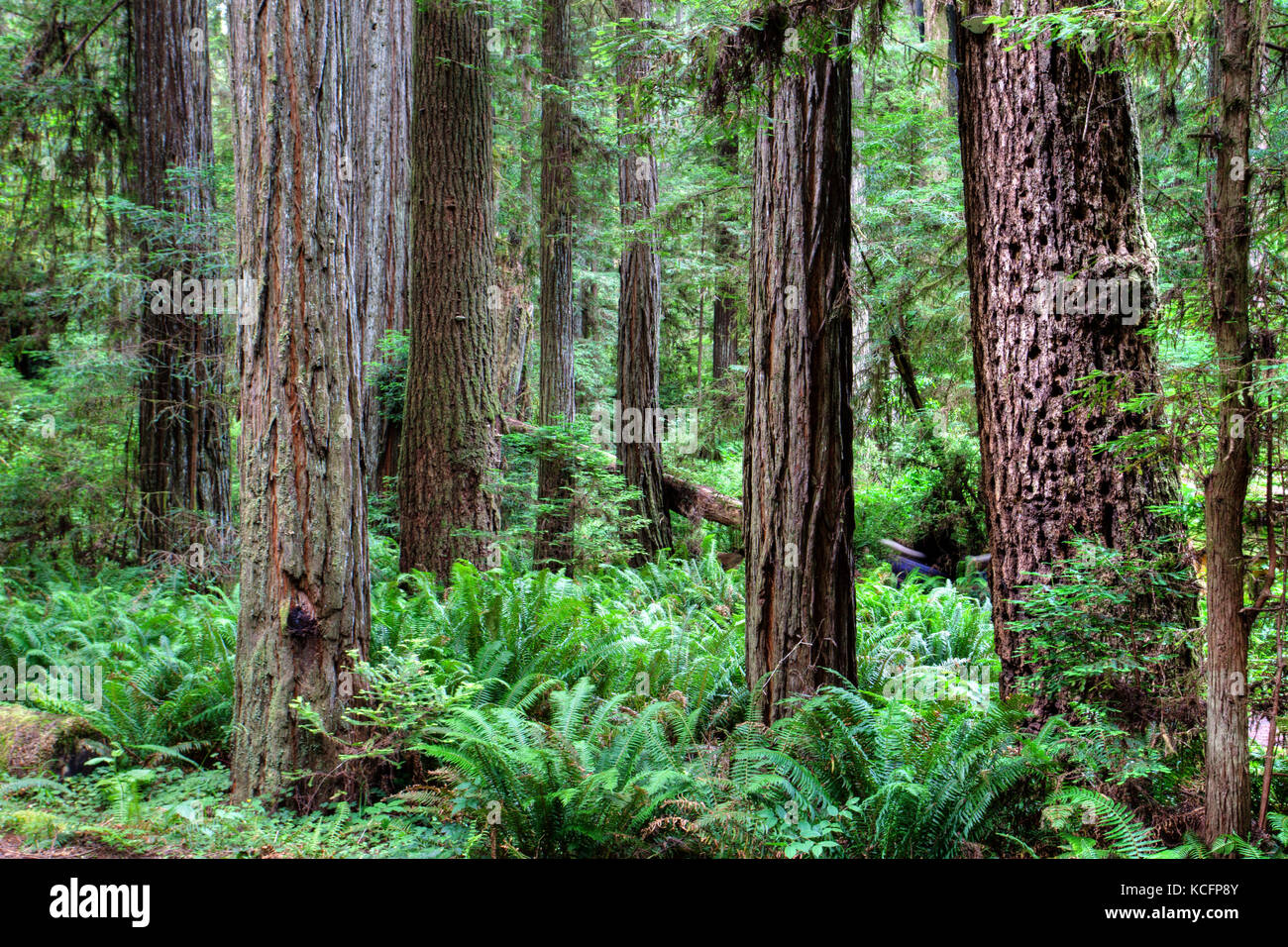 Redwood National Park, California, EE.UU. Foto de stock