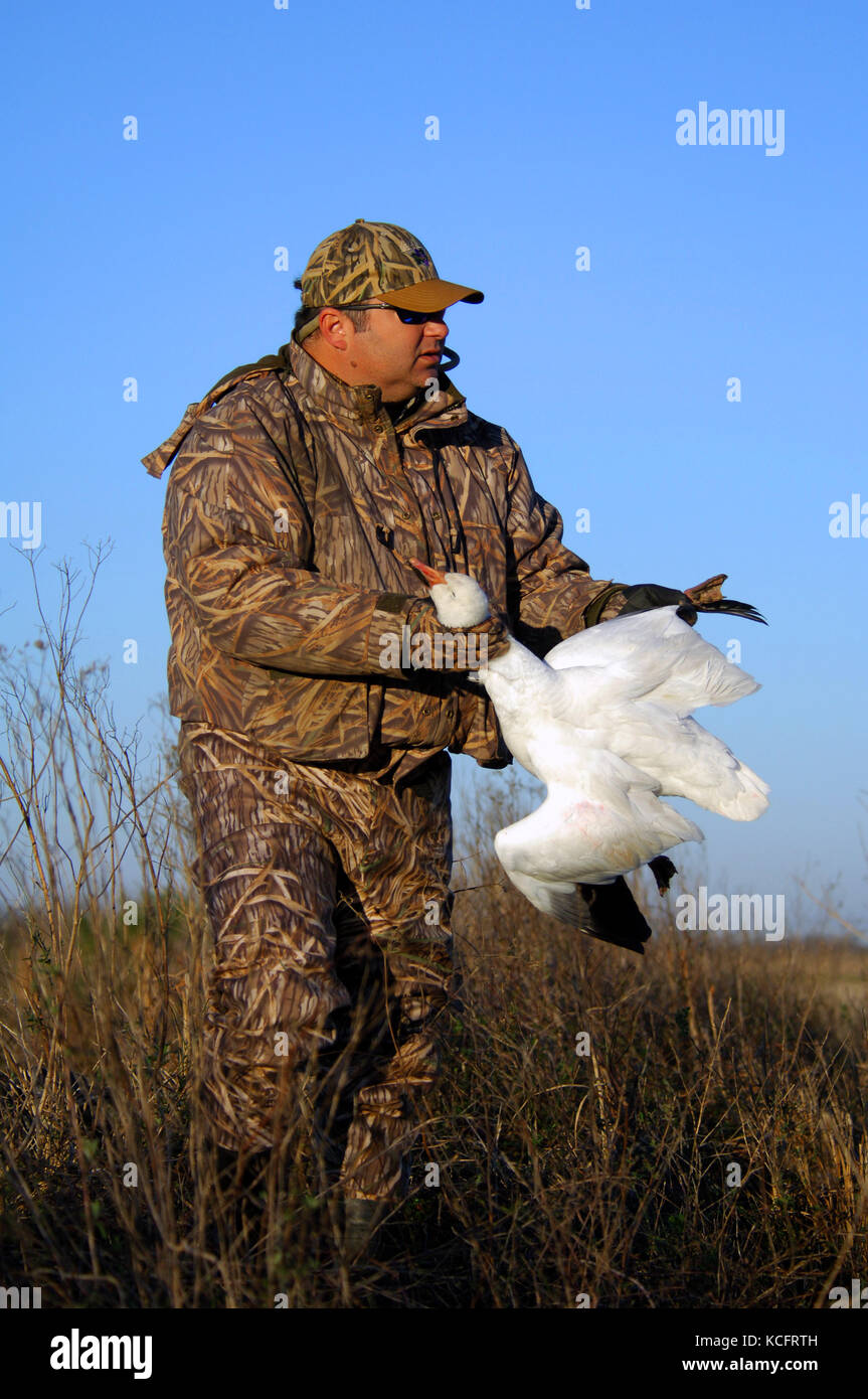 Goose hunter caza gansos de nieve en un campo de arroz levy cerca
