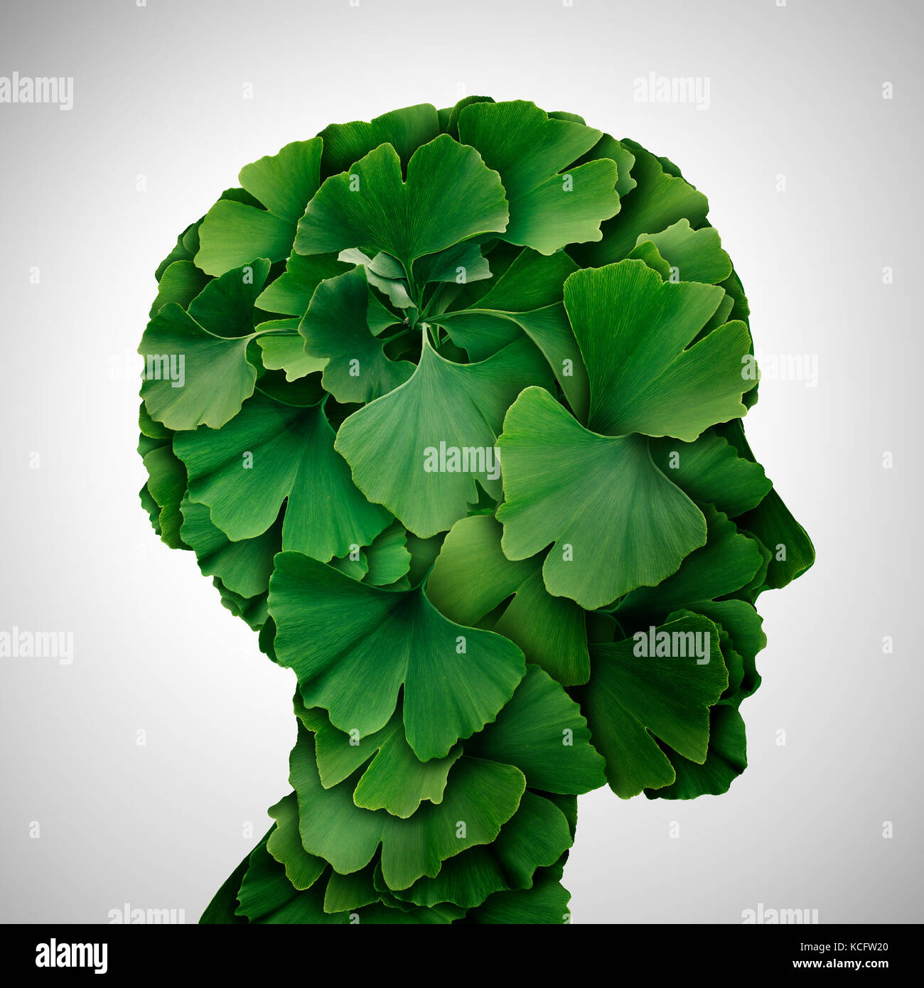 Ginkgo biloba leaf cabeza como un concepto de medicina herbaria y natural fitoterapia medicamento símbolo de curación como hojas en forma de un ser humano. Foto de stock