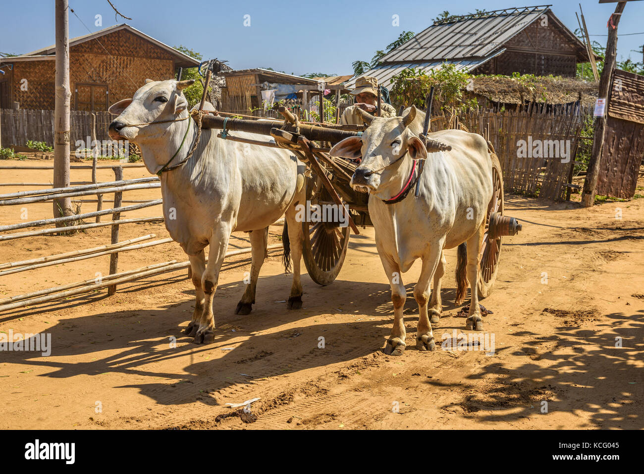 Viejo campesino birmano cabalgando una carreta de bueyes en bagan Foto de stock