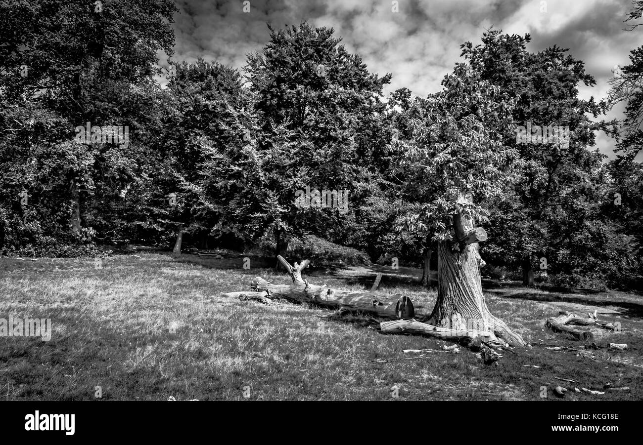 Tallado de árbol con la otra mitad en el suelo frente a un bosque exuberante en verano, Inglaterra, Reino Unido Foto de stock