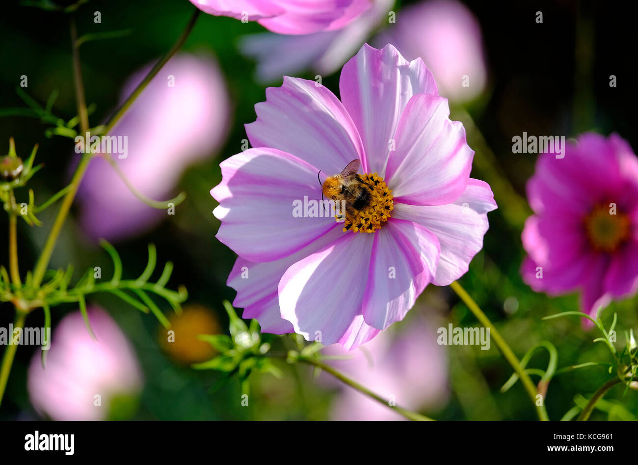 Cosmos rosa flor y miel de abeja en inglés country garden Foto de stock
