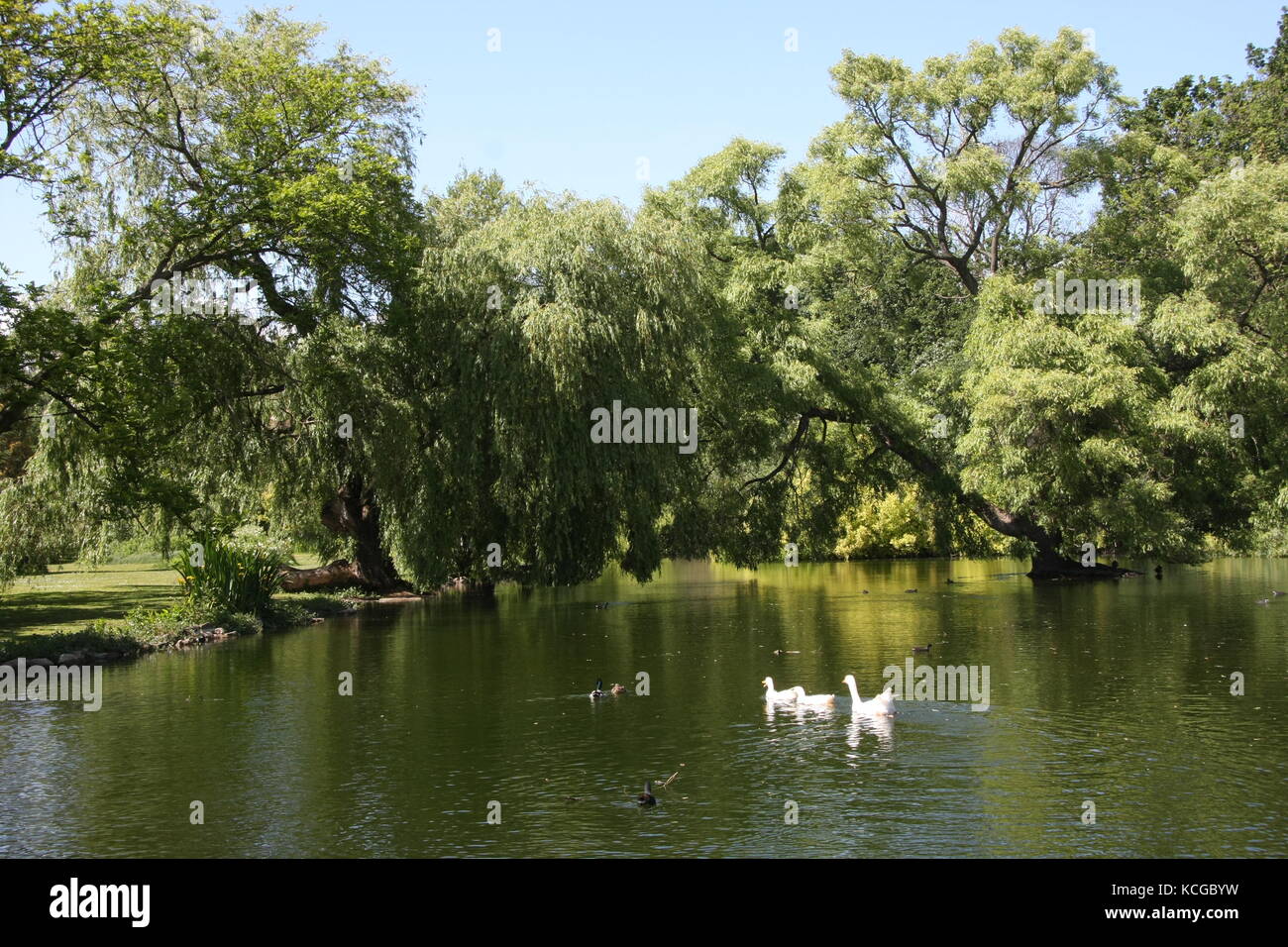 Vistas a los jardines Thwaite Hall en Cottingham, East Yorkshire Foto de stock
