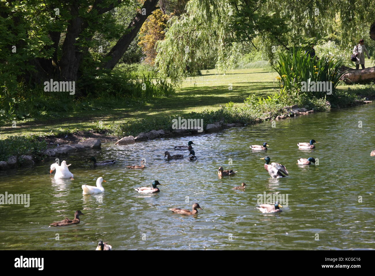 Vistas a los jardines Thwaite Hall en Cottingham, East Yorkshire Foto de stock