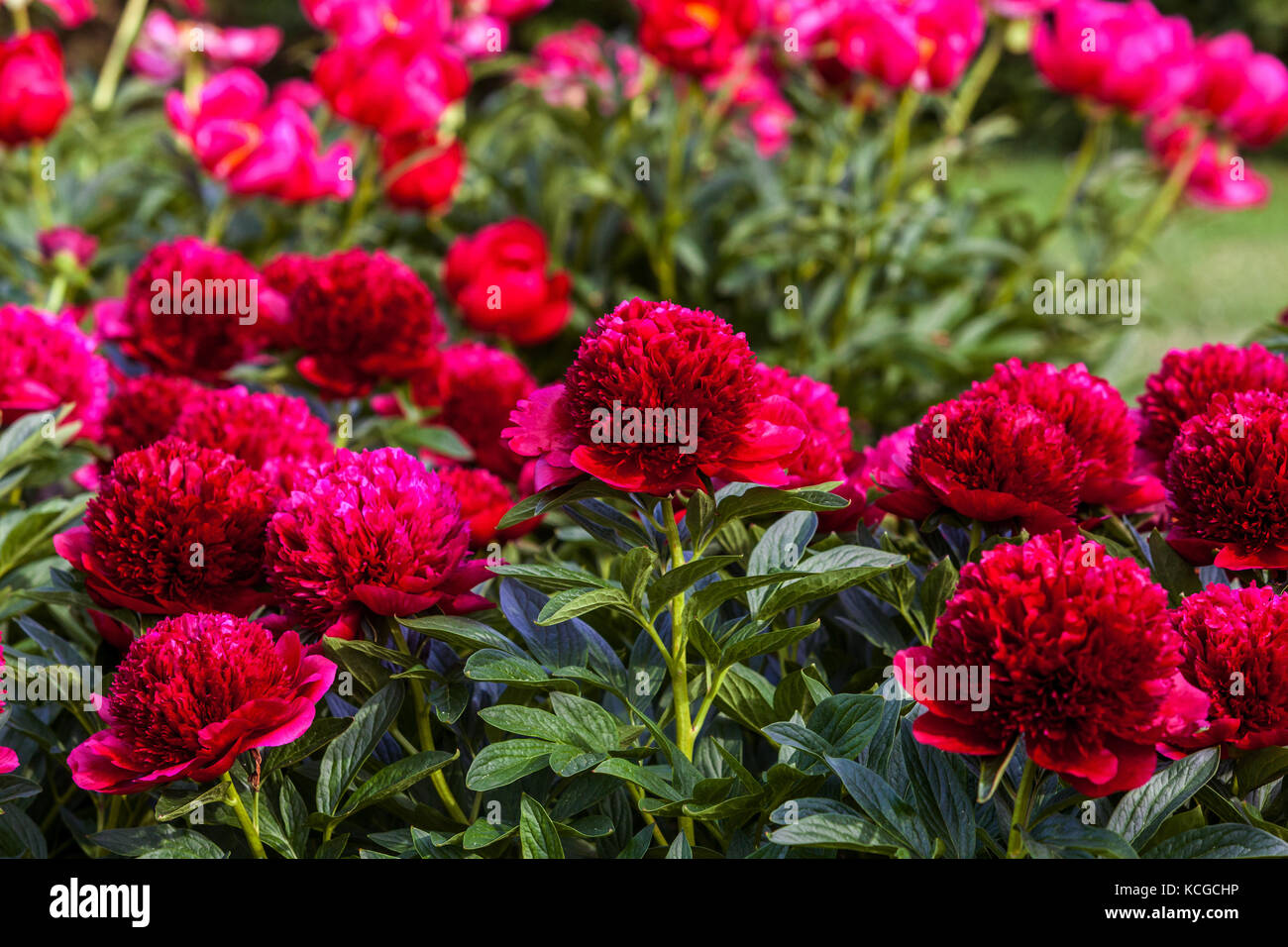 Paeonia lactiflora encanto ' Rojo ', Peony rojo Foto de stock