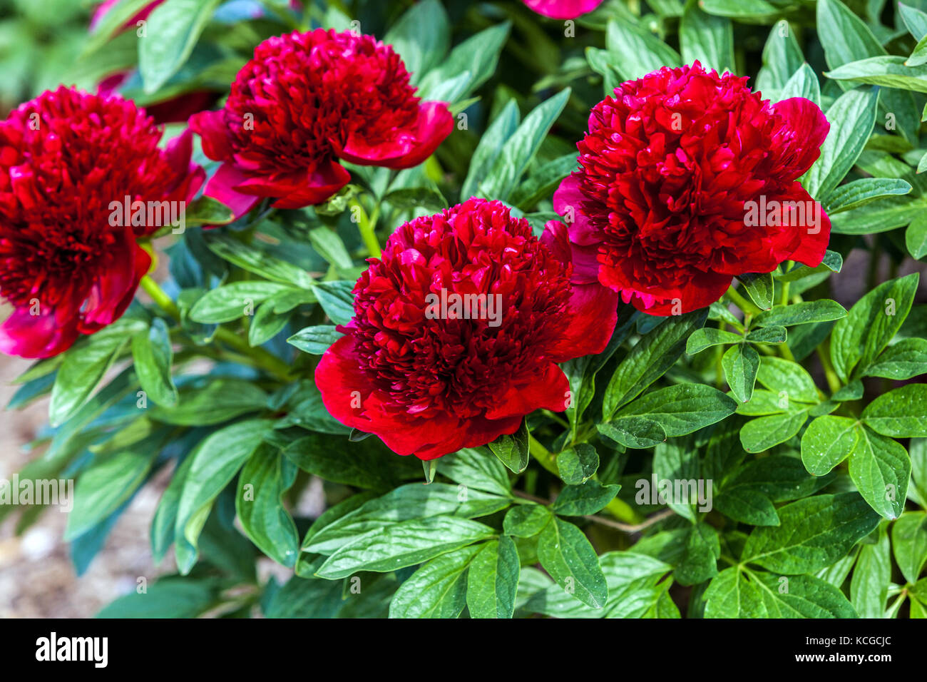 Paeonia lactiflora encanto ' Rojo ', peonías rojas Foto de stock
