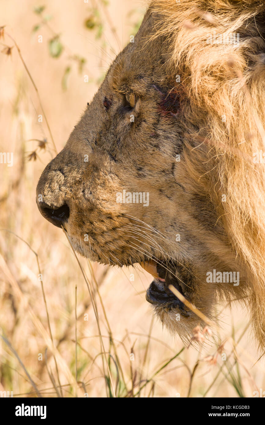 León (Panthera leo) closeup retrato perfil, Parque Nacional de Masai Mara Game Reserve, Kenia, África Oriental Foto de stock