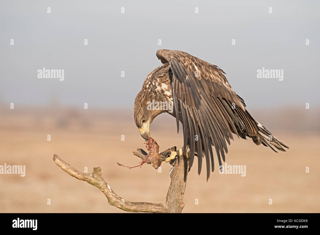 El águila de cola blanca Haliaeetus albicilla inmaduros, Parque Nacional Hortobagy Hungría Enero Foto de stock