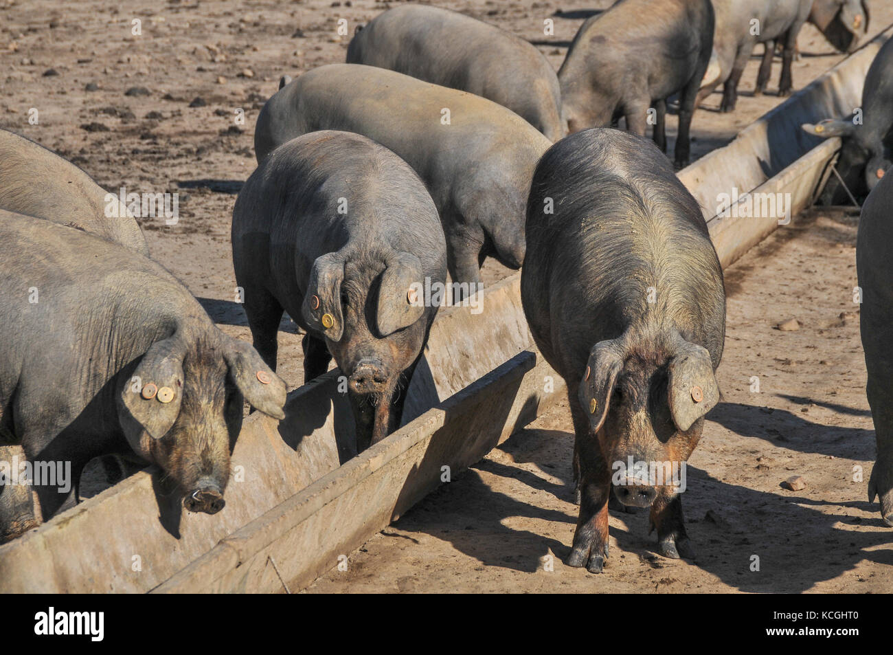 Iberico de cerdos Belota,Extremadura, España Foto de stock