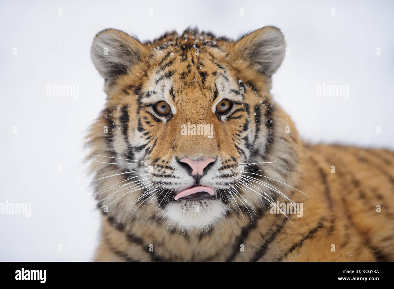 Tigre siberiano en invierno Foto de stock