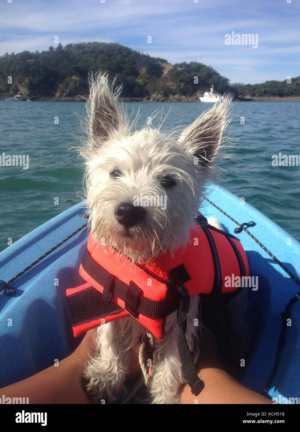 Chaleco salvavidas de perro fotografías e imágenes de alta resolución -  Alamy