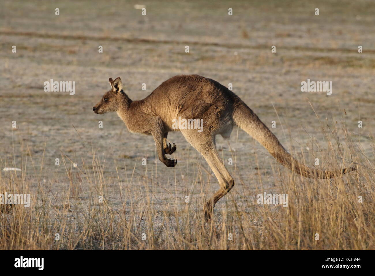 Saltos de canguro gris oriental a través de un campo Foto de stock