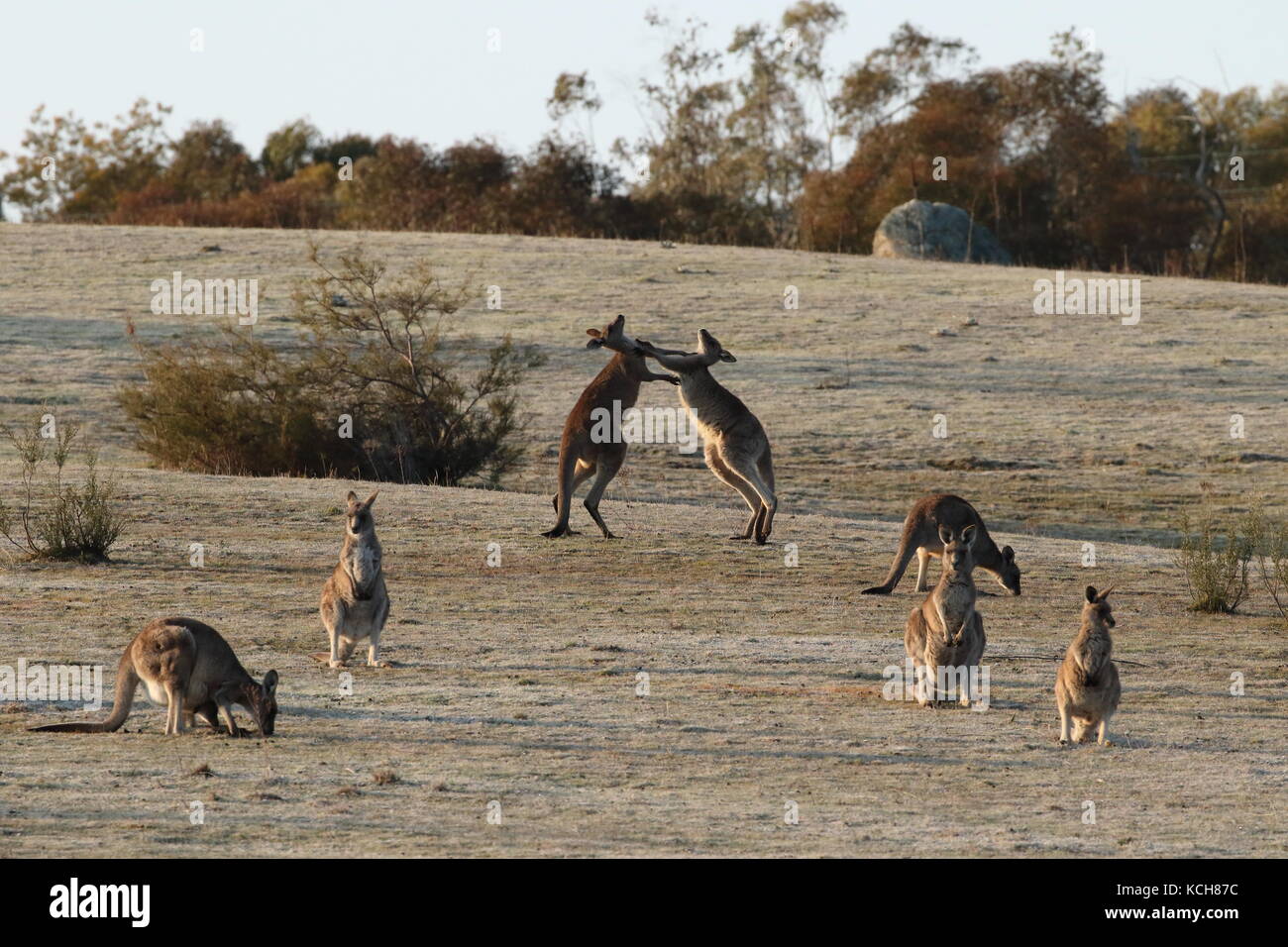 Canguro gris oriental menores sparring Foto de stock