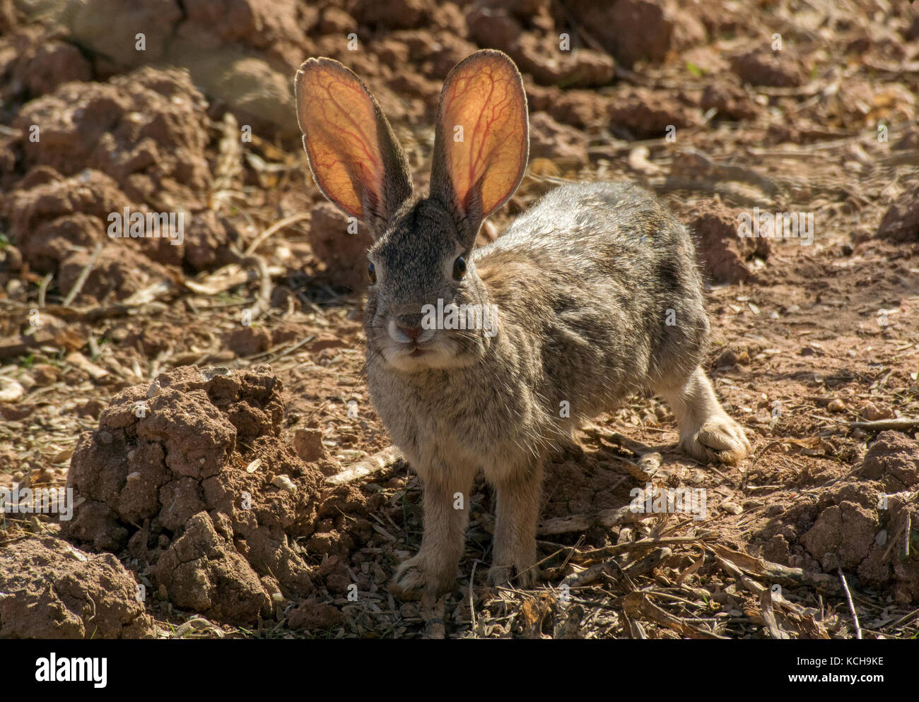Cerca del desierto (Sylvilagus audubonii cottontail), nota de vetas en las orejas, Gilbert Rancho Agua, Gilbert, AZ Foto de stock