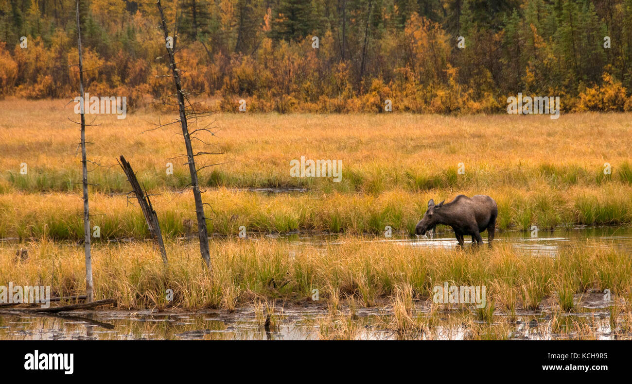 Moose vaca de pie en el lago, (Alces alces) alimentando a lo largo de la autopista 1 cerca de Tok, Alaska, EE.UU. Foto de stock