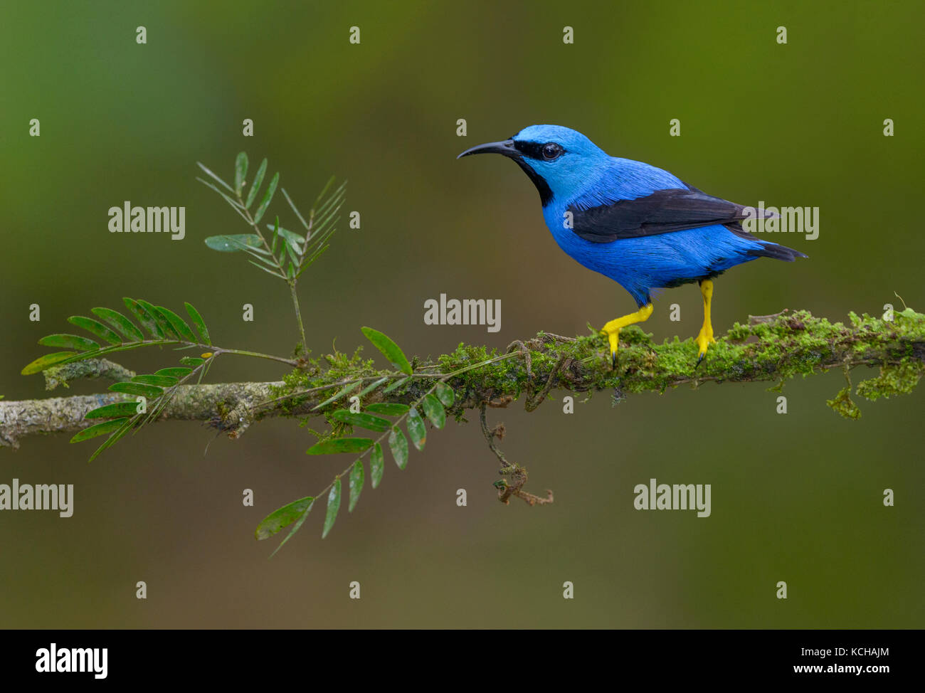 El mielero brillante (Cyanerpes lucidus) en la Laguna Lagarto Lodge cerca de Boca Tapada, Costa Rica Foto de stock