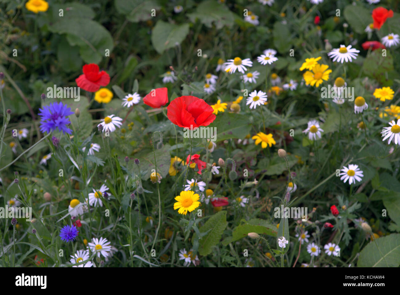 Colorido colorido scottish wildflower flores y hierbas naturales pradera colección Foto de stock