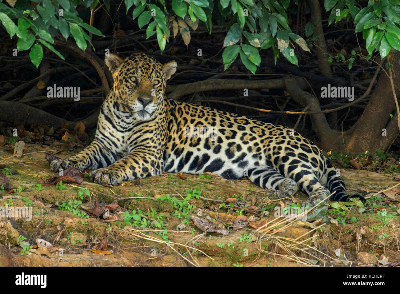 Jaguar en un área de humedales en la región del Pantanal de Brasil. Foto de stock