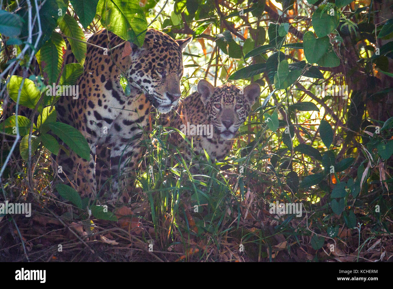 Jaguar en un área de humedales en la región del Pantanal de Brasil. Foto de stock