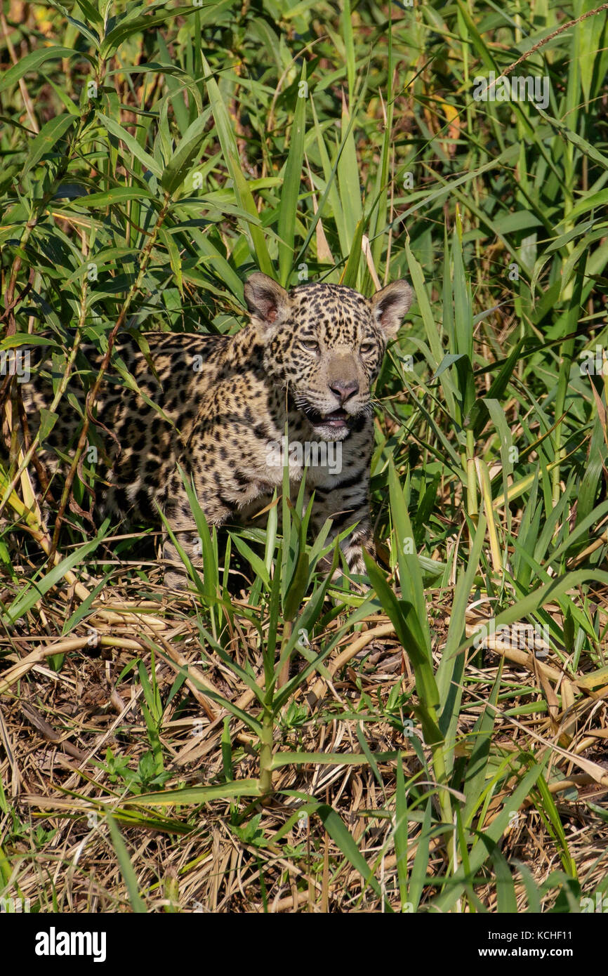 Jaguar en un área de humedales en la región del Pantanal de Brasil. Foto de stock