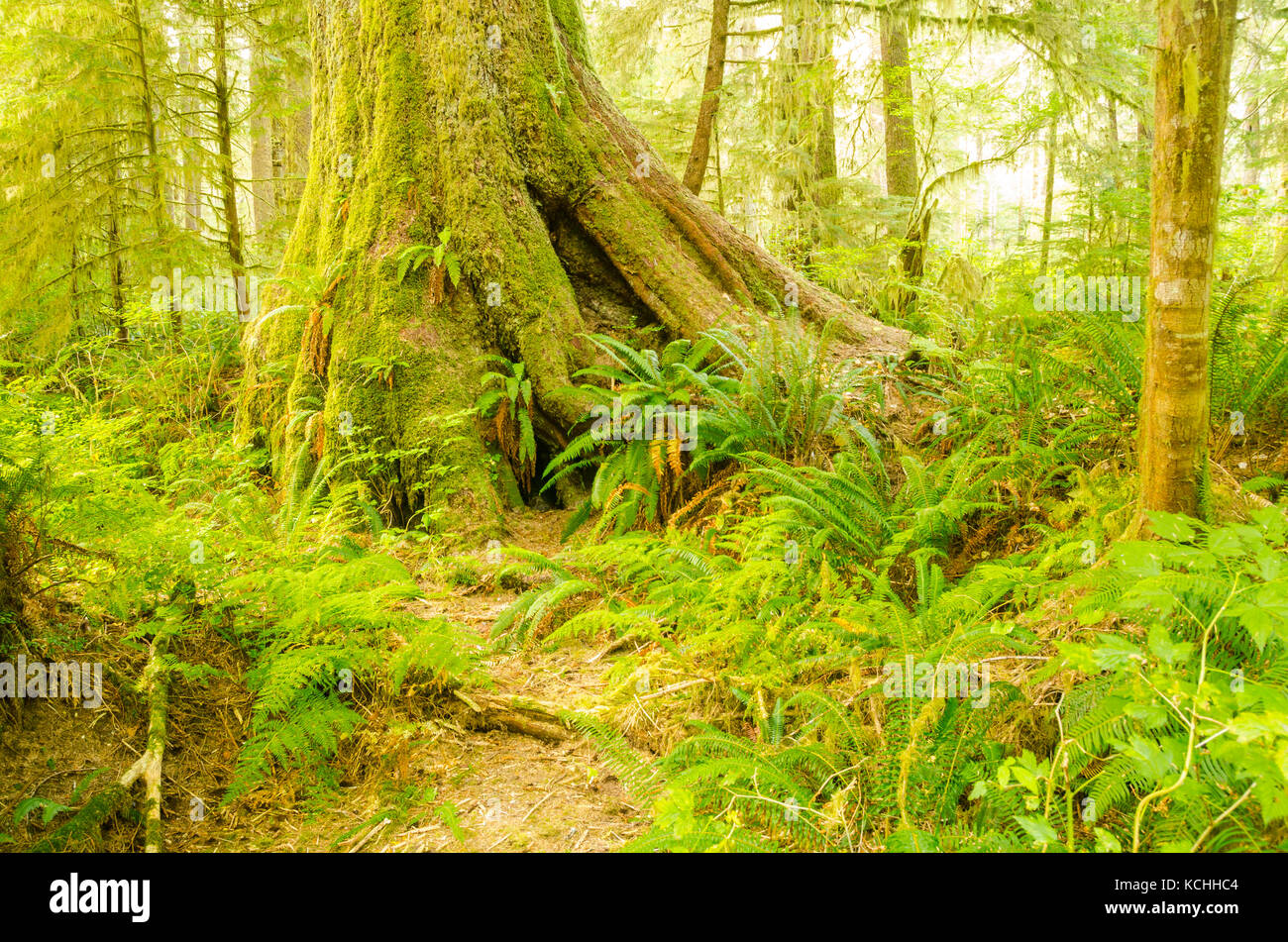 Viejo crecimiento La picea de Sitka (Picea sitchensis), Valle Carmanah, British Columbia Foto de stock